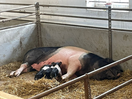 Viděly jsme spoustu zvířat