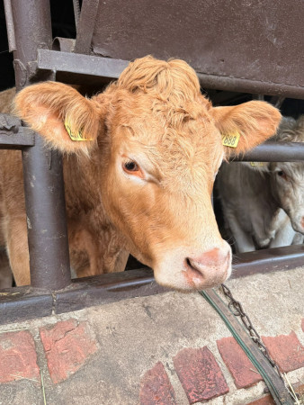 Viděly jsme spoustu zvířat