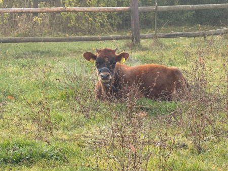 Viděly jsme spoustu zvířat