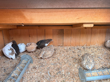 Viděly jsme spoustu zvířat