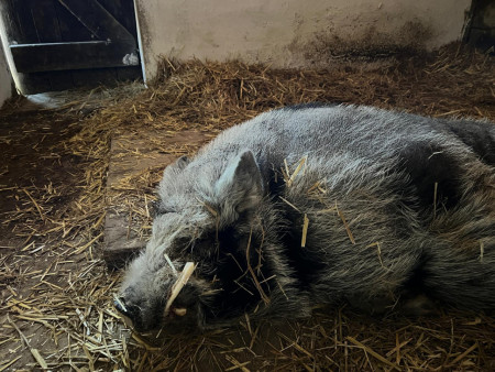 Viděly jsme spoustu zvířat