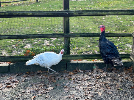 Viděly jsme spoustu zvířat