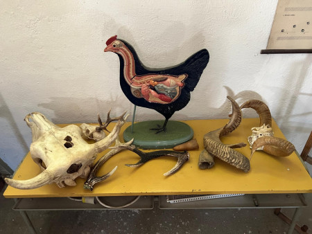 Viděly jsme spoustu zvířat